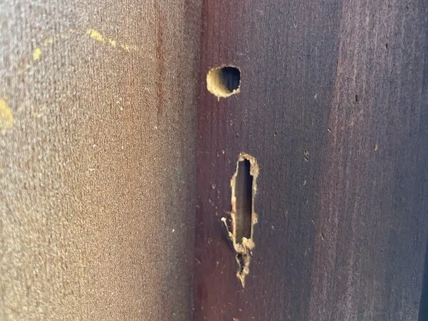 Carpenter bee damage in wood